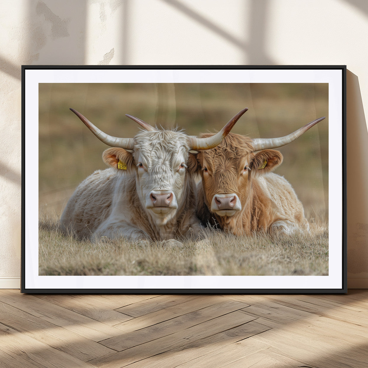 Two cows laying closely in a dry grassy field, captured in soft light, perfect for rustic farmhouse or western style home decor.