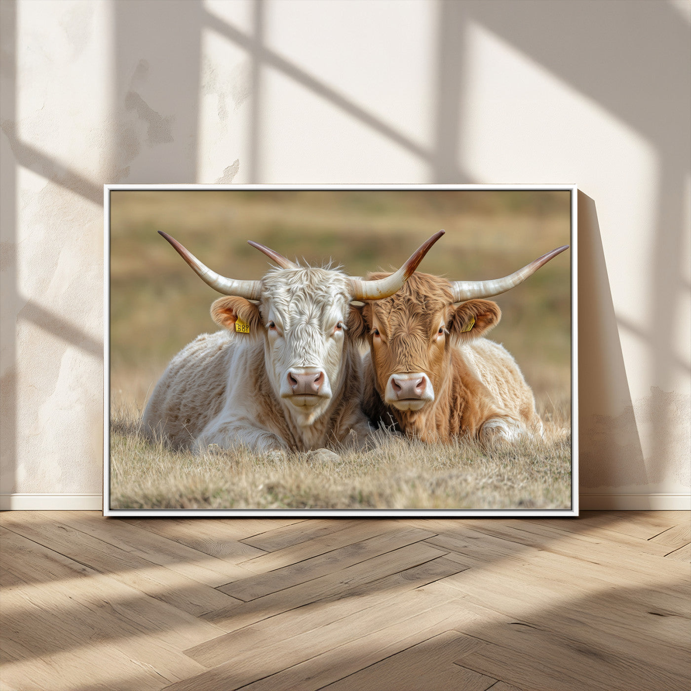 Two cows laying closely in a dry grassy field, captured in soft light, perfect for rustic farmhouse or western style home decor.