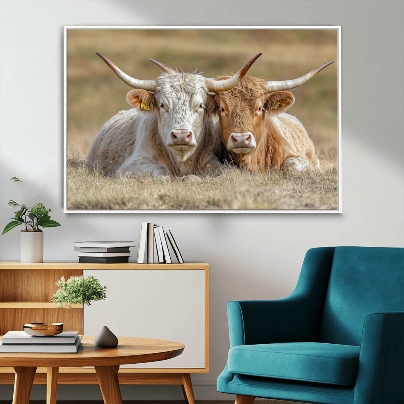 Two cows laying closely in a dry grassy field, captured in soft light, perfect for rustic farmhouse or western style home decor.
