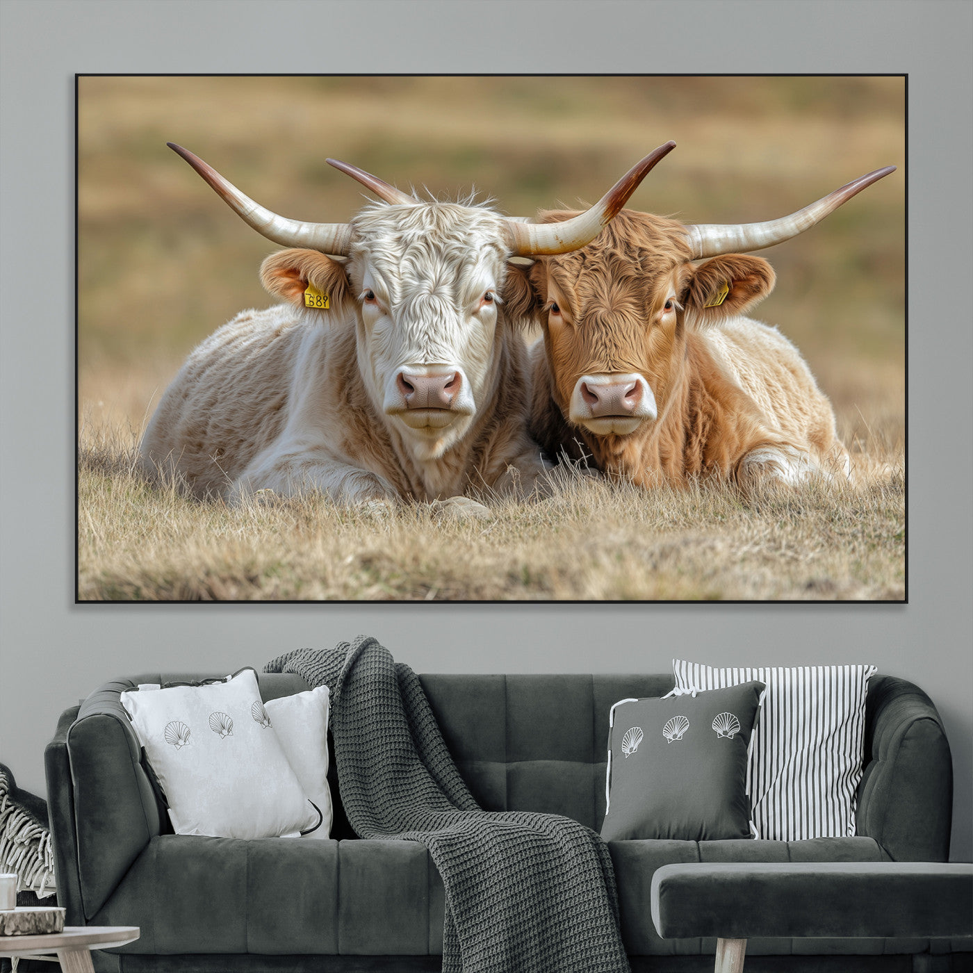 Two cows laying closely in a dry grassy field, captured in soft light, perfect for rustic farmhouse or western style home decor.