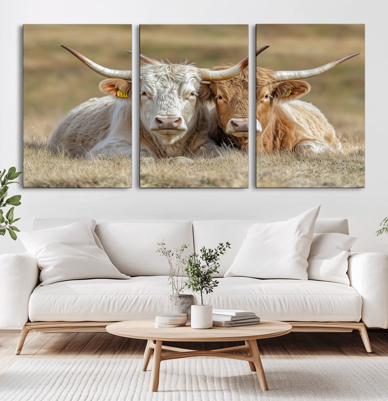 Two cows laying closely in a dry grassy field, captured in soft light, perfect for rustic farmhouse or western style home decor.