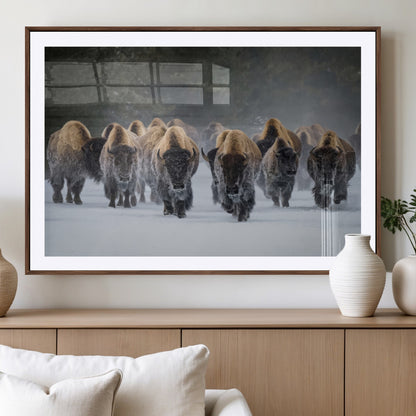 A herd of American bisons walking through deep snow in a forest, evoking a powerful rustic wilderness mood for western-style interiors.