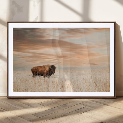 Bison Wall Art Print - Buffalo Canvas Print, featuring a lone bison in a golden prairie under a warm sunset sky, perfect for rustic and farmhouse decor.