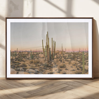Canvas of tall desert cacti in warm sunset tones over a rocky Baja landscape, ideal for earthy or Southwestern-style home decor.