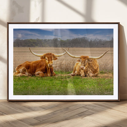 Two longhorn cows lying on green grass in front of a golden field and trees under a blue sky, perfect for rustic country wall decor.