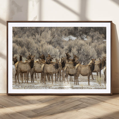 A large herd of elk standing in an open field with soft earthy tones, ideal for rustic lodge or western-themed home wall decor.
