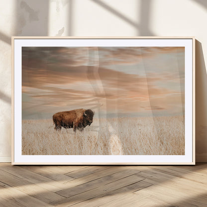 Bison Wall Art Print - Buffalo Canvas Print, featuring a lone bison in a golden prairie under a warm sunset sky, perfect for rustic and farmhouse decor.