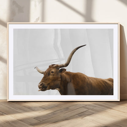 Minimal photo of a longhorn cow with white background, ideal for rustic, western or farmhouse-style interior decor.