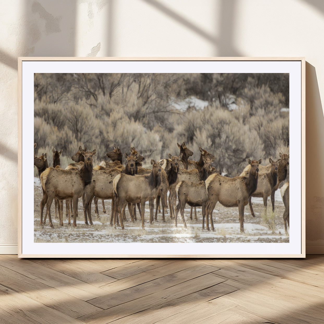 A large herd of elk standing in an open field with soft earthy tones, ideal for rustic lodge or western-themed home wall decor.