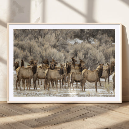 A large herd of elk standing in an open field with soft earthy tones, ideal for rustic lodge or western-themed home wall decor.