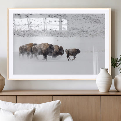 Bison herd running through a snowy open field with mountain backdrop, perfect for rustic or western-themed wall decoration.