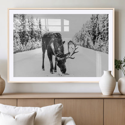 A majestic moose grazing in the snow-covered wilderness, surrounded by snow-covered trees, creating a peaceful winter scene.