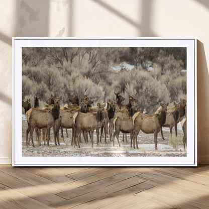 A large herd of elk standing in an open field with soft earthy tones, ideal for rustic lodge or western-themed home wall decor.