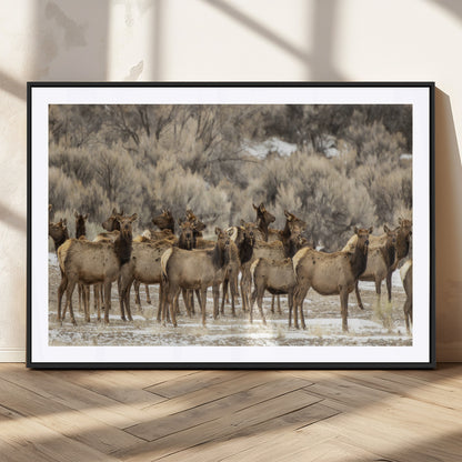 A large herd of elk standing in an open field with soft earthy tones, ideal for rustic lodge or western-themed home wall decor.