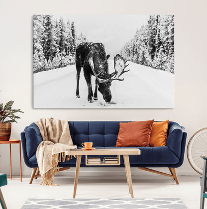 A majestic moose grazing in the snow-covered wilderness, surrounded by snow-covered trees, creating a peaceful winter scene.