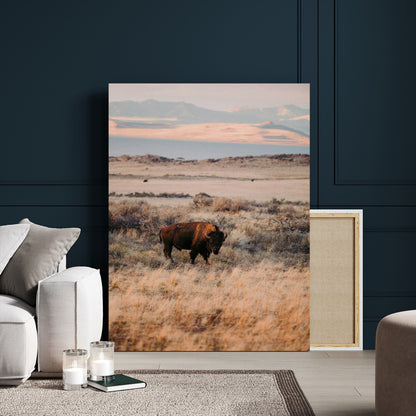 A solitary bison standing in golden prairie grass with distant mountains and soft sunset light, ideal for rustic, lodge, and western decor.