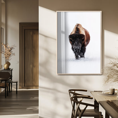Front view of a strong bison walking in deep snow, isolated white background, perfect for rustic or lodge-style home decor.