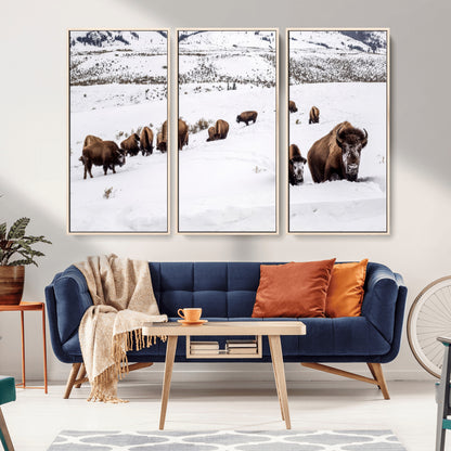 A herd of bison walking through deep snow in a mountain valley, perfect for rustic, cabin or western-themed wall decor.