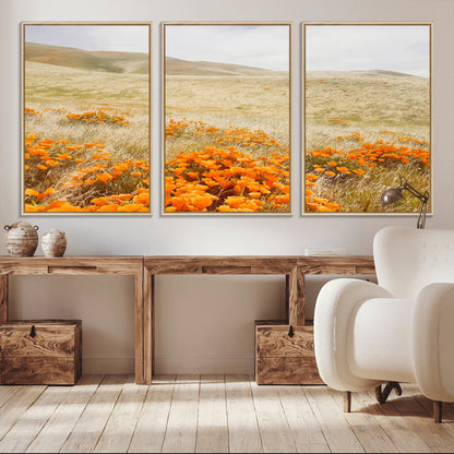 A golden field with vibrant orange poppies blooming across rolling hills under a soft, sunlit sky, creating a warm and rustic landscape.