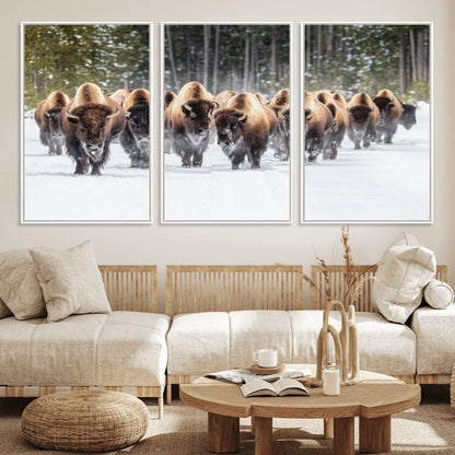 A herd of American bisons walking through a snowy forest path, perfect for rustic cabin or Western-themed wall decor.