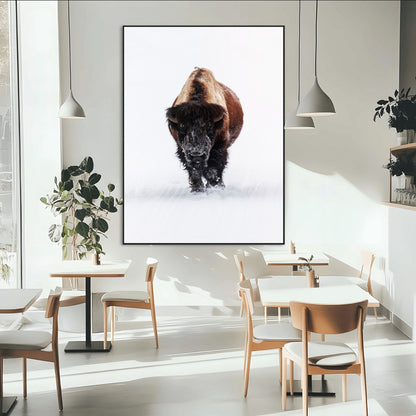 Front view of a strong bison walking in deep snow, isolated white background, perfect for rustic or lodge-style home decor.