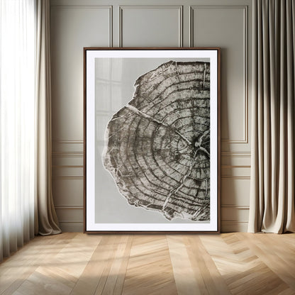 A close-up tree ring cross-section with neutral tones and organic texture, perfect for rustic, modern, or minimalist interior wall decor.